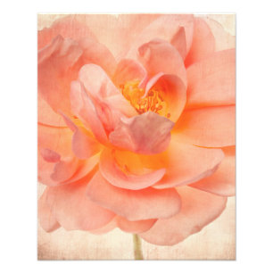 Impression Photo Tige florale de fleurs de roses de fleur rose rose