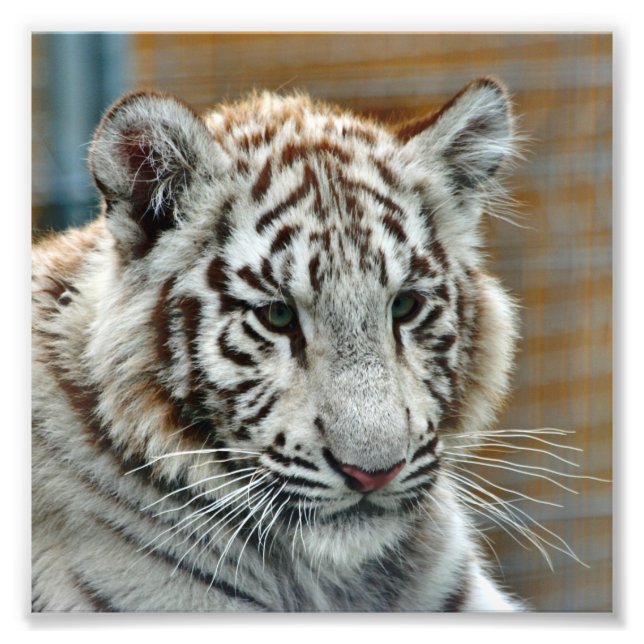 Impression Photo Tiger20151001 (Devant)