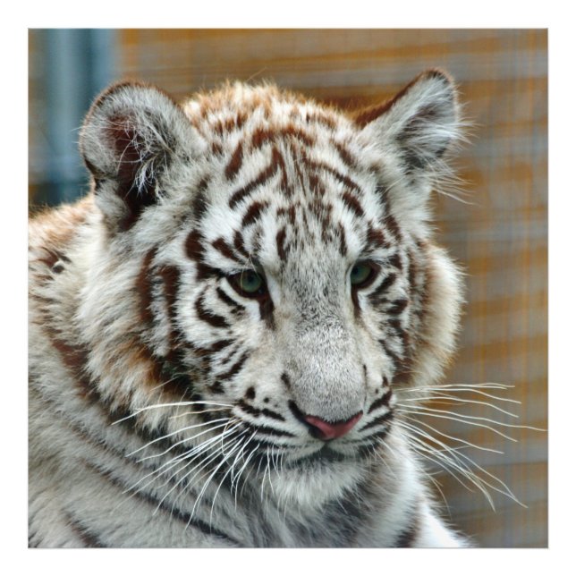 Impression Photo Tiger20151001 (Devant)