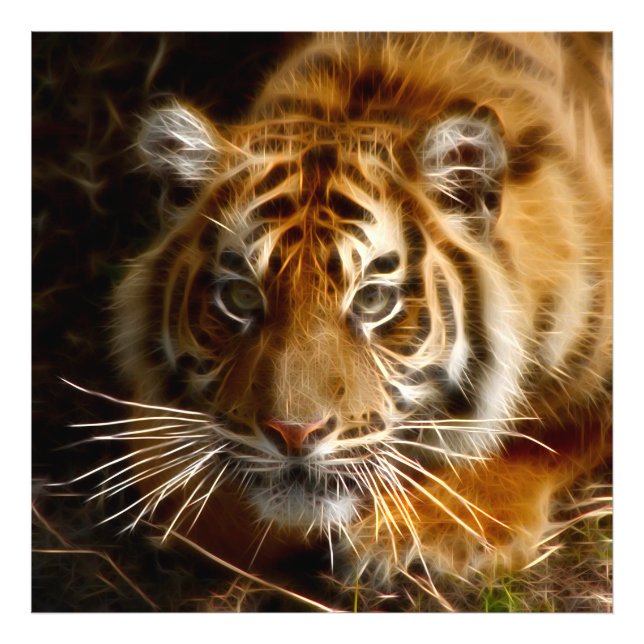 Impression Photo Tiger20151206 (Devant)