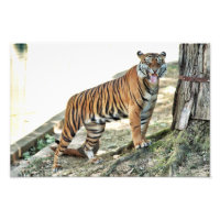 Tiger imprimé