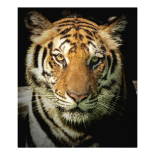 Impression Photo tigre