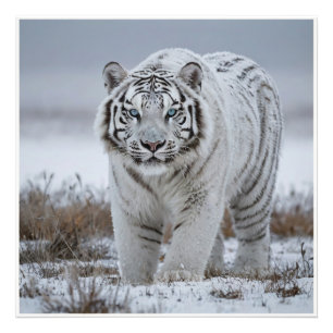 Impression Photo Tigre blanc