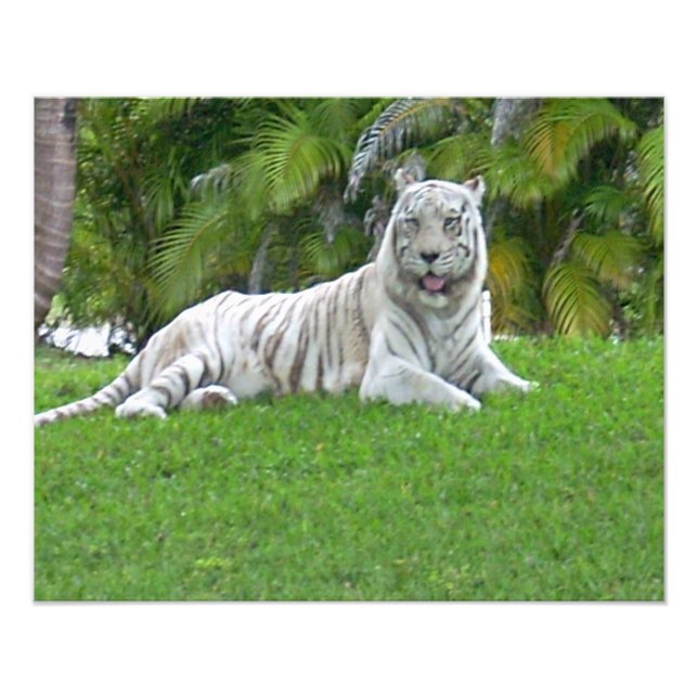 Impression Photo Tigre Blanc se Reposant dans l'Herbe Ensoleillée (Devant)