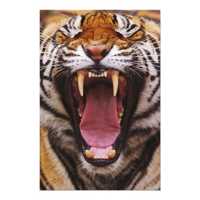 Impression Photo Tigre du Bengale, Panthera tigris (Devant)