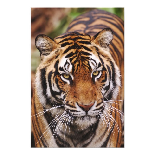 Impression Photo Tigre du Bengale, Panthera tigris 3 (Devant)