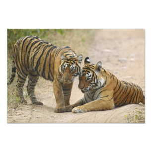Impression Photo Tigre du Bengale royal et jeune - Se touchant en a