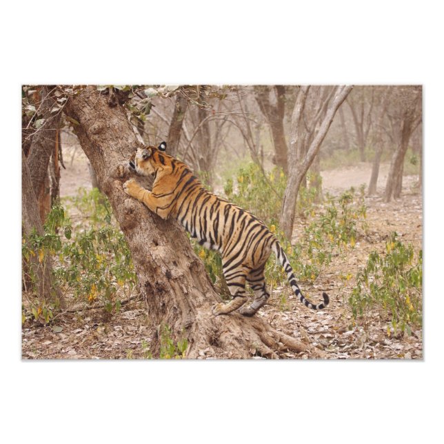 Impression Photo Tigre du Bengale royal grimpant dans l'arbre, (Devant)