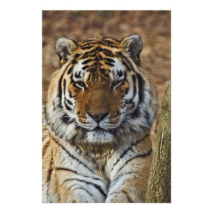 Impression Photo Tigre du Bengale, Tigre de Panthera, Zoo de Louisv