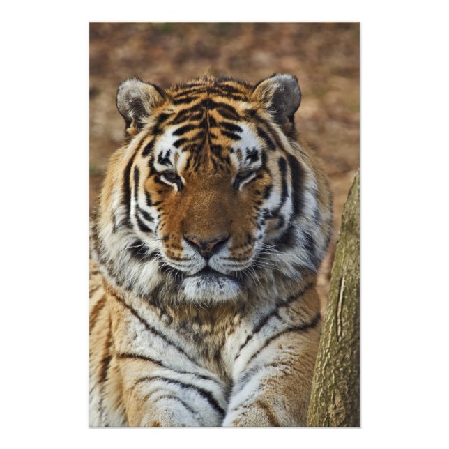 Impression Photo Tigre du Bengale, Tigre de Panthera, Zoo de Louisv (Devant)