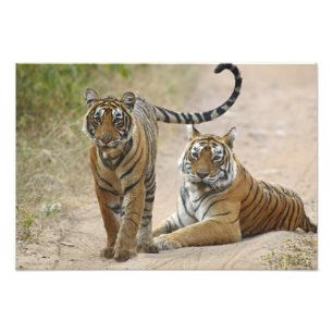 Impression Photo Tigre royal du Bengale et jeune, Ranthambhor