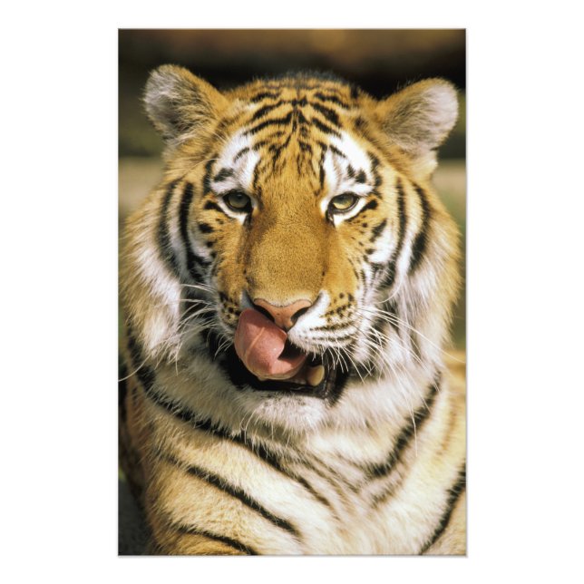 Impression Photo Tigre Zoo du Michigan (Devant)