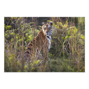 Impression Photo Tigresse du Bengale dans l'herbe haute, en essayan