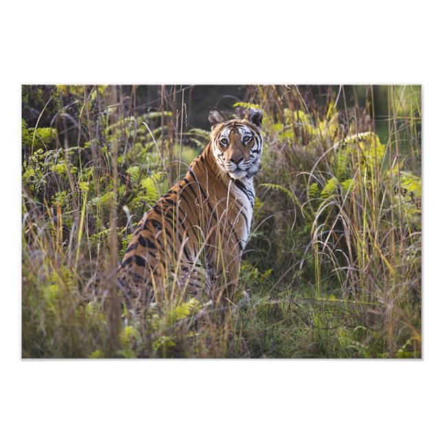Impression Photo Tigresse du Bengale dans l'herbe haute, en essayan (Devant)