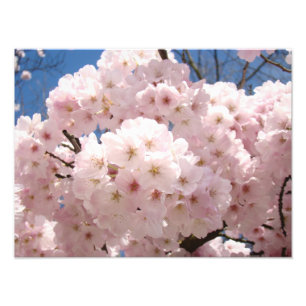 Impression Photo Tirages d'art photographique Fleurs de cerisier ro
