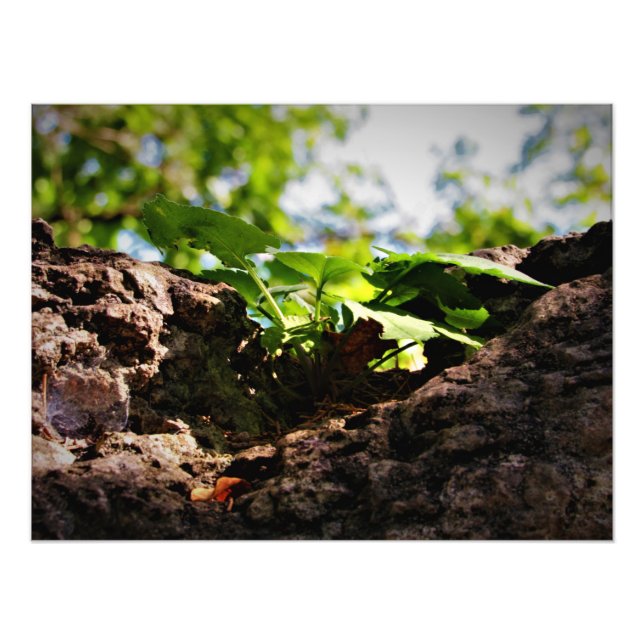 Impression Photo "Toil to Life" (Devant)