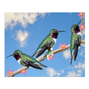 Impression Photo toile étirée Imprimer Trois colibris perchés