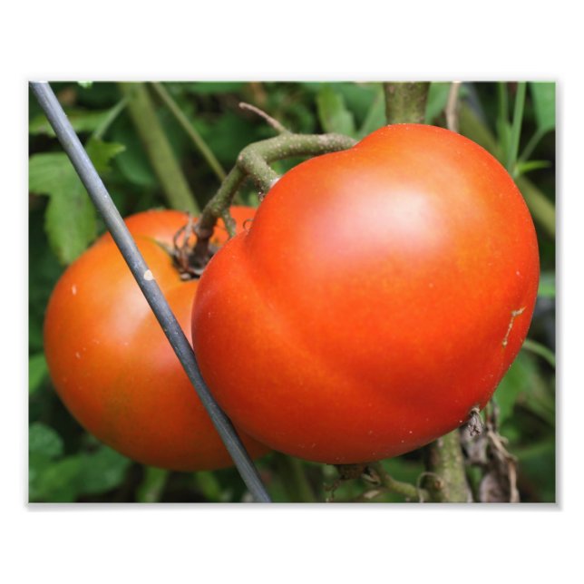 Impression Photo Tomates Rouge Ripe Garden Sur La Vigne 8x10 (Devant)