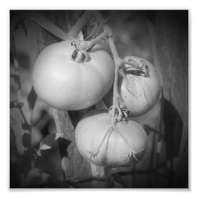 Impression Photo Tomates Sur La Vigne Noir Et Blanc 8x8 (Devant)