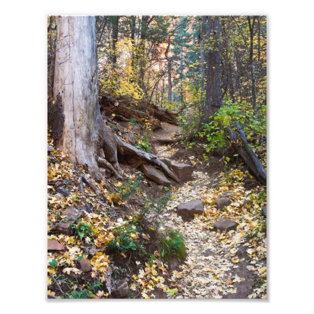 Impression Photo Tombez sur le sentier West Fork (Devant)