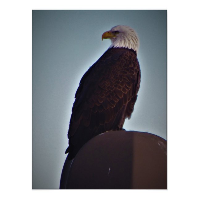 Impression Photo "Top Bird" (Devant)