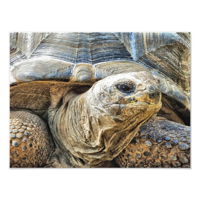 IMPRESSION PHOTO TORTOISE (Devant)