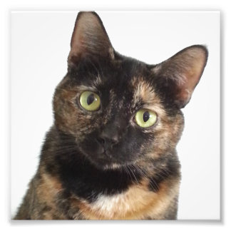 Impression Photo Tortoiseshell