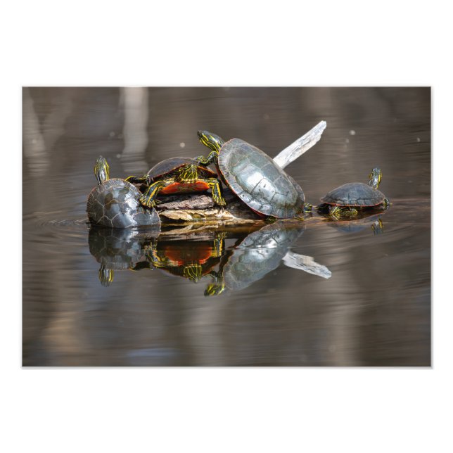 Impression Photo Tortue (Devant)