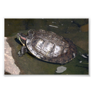 Impression Photo "Tortue"