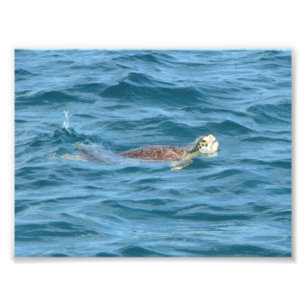 Impression Photo Tortue de mer