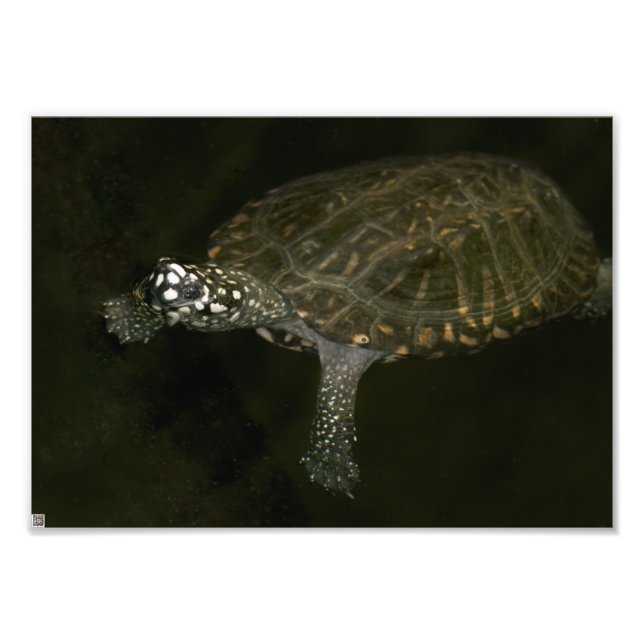 Impression Photo Tortue de natation (Devant)