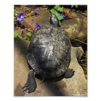 Impression Photo Tortue et point d'interrogation Papillon
