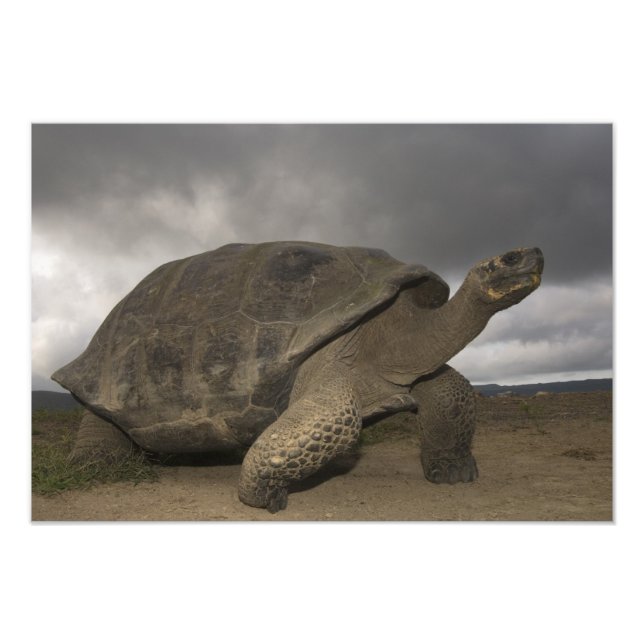 Impression Photo Tortue géante des Galapagos Geochelone (Devant)