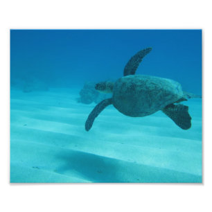 Impression Photo Tortue hawaïenne