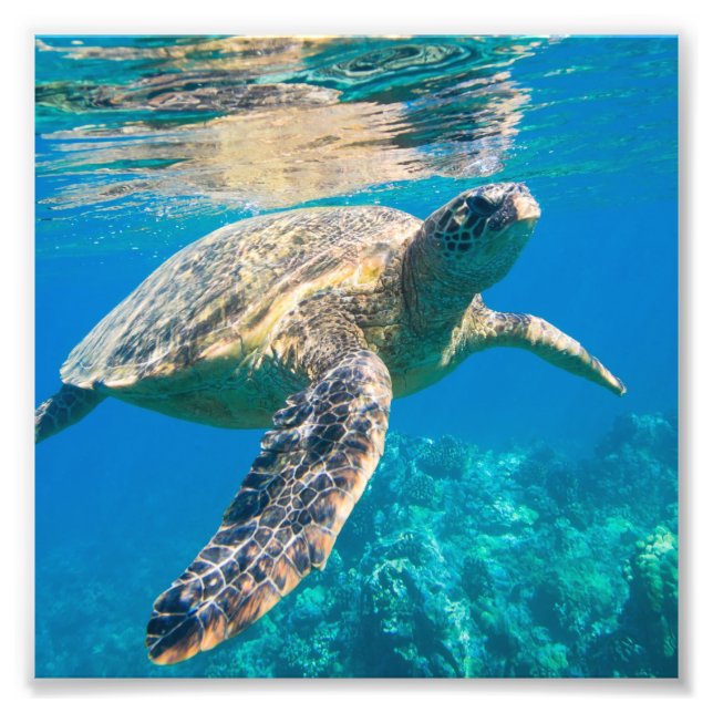 Impression Photo Tortue marine, Chelonioidea, reptile (Devant)