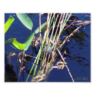 Impression Photo Tortue peinte Parmi Les Rèseaux