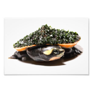 Impression Photo Tortue rose de Belled Sideneck