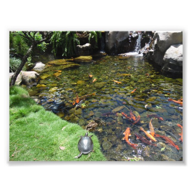 Impression Photo Tortues à l'étang de Koi (Devant)