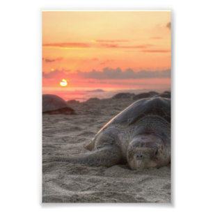 Impression Photo Tortues de mer au coucher du soleil