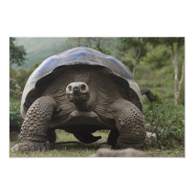 Impression Photo Tortues géantes des Galapagos Geochelone (Devant)