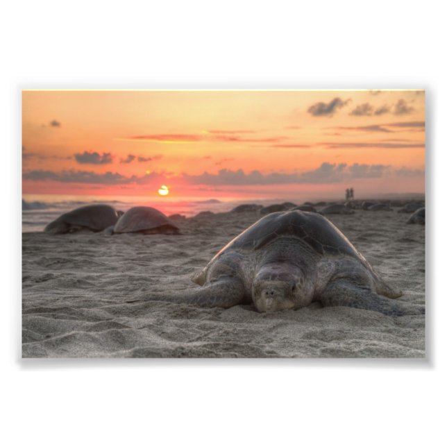 Impression Photo Tortues marines au coucher du soleil (Devant)