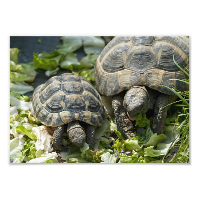 Impression Photo Tortues mignonnes (Devant)