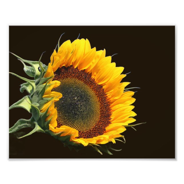 Impression Photo Tournesol Au Soleil 8x10 (Devant)