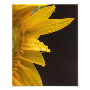 Impression Photo Tournesol Avec Araignes