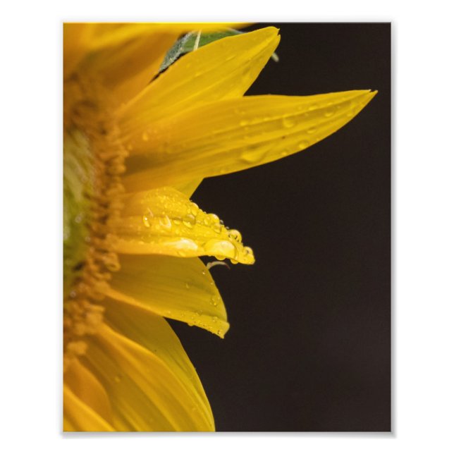 Impression Photo Tournesol Avec Araignes (Devant)