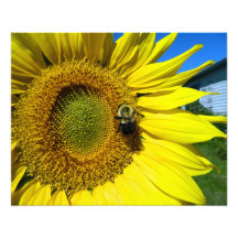 tournesol avec bourdon