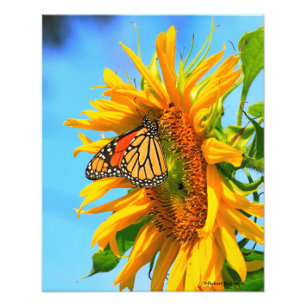 Impression Photo Tournesol du Kansas avec un gros plan sur un papil