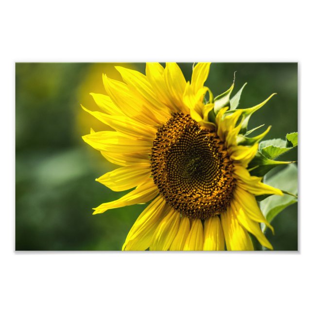 Impression photo - Tournesol ensoleillé (Devant)
