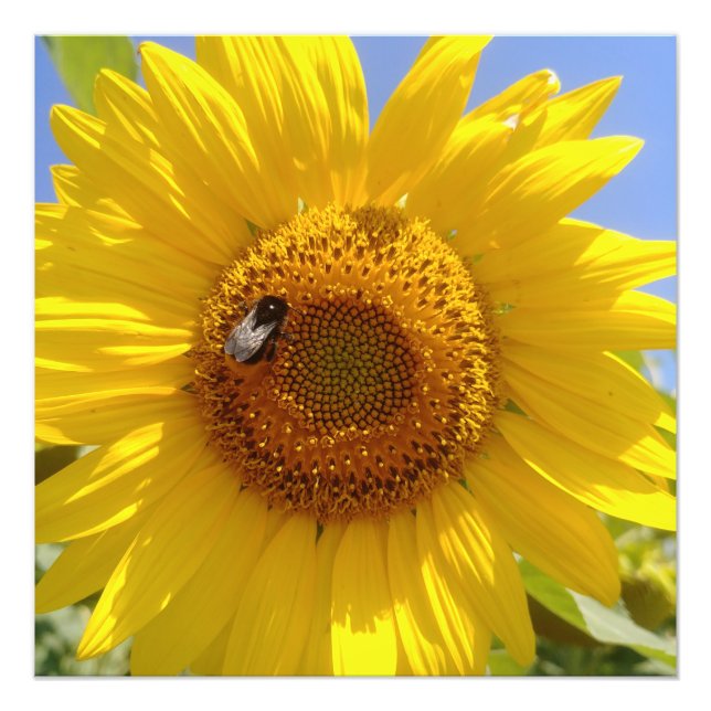 Impression Photo Tournesol jaune (Devant)