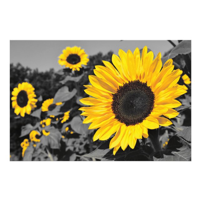 Impression Photo Tournesol : Jaune De Couleur (Devant)